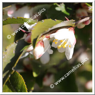 Camellia Botanique C. forrestii