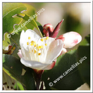 Camellia Botanique C. forrestii