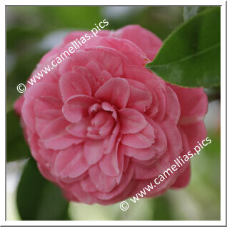 Camellia Japonica 'Fra Arnaldo da Brescia'