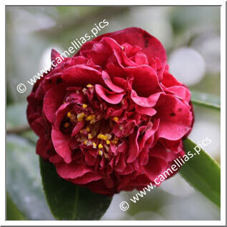 Camellia Hybride 'Fragrant Boutonniere'