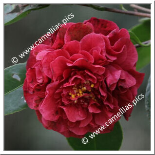 Camellia Hybride 'Fragrant Boutonniere'