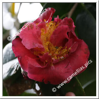 Camellia Hybride 'Fragrant Burgundy'