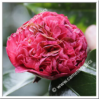 Camellia Hybride 'Fragrant Jewel'