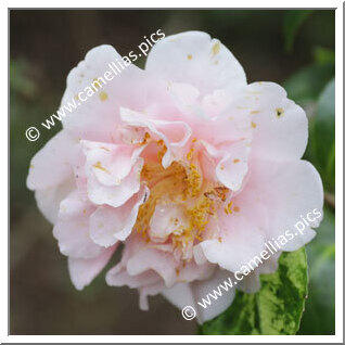 Camellia Japonica 'Frances Hill'