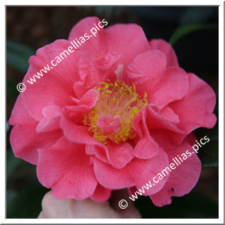 Camellia Hybride 'Francie L'