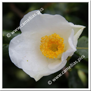 Camellia Hybride C.x williamsii 'Francis Hanger'