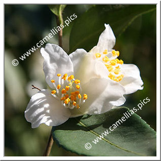 Camellia Botanique C. fraterna