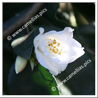 Camellia Botanique 'C. fraterna'