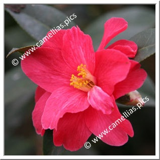 Camellia Hybride 'Freedom Bell'
