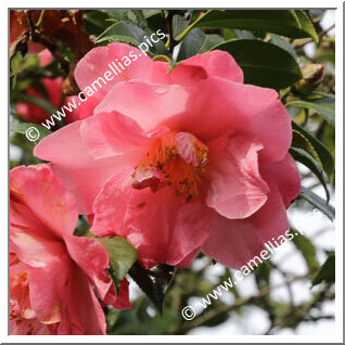Camellia Hybride C.x williamsii 'Froth'