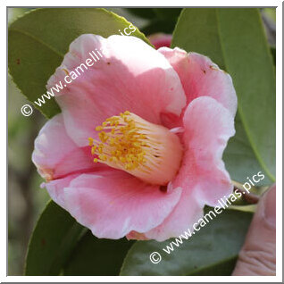Camellia Japonica 'Fukurin-akinoyama'