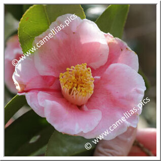 Camellia Japonica 'Fukurin-akinoyama'