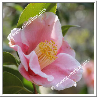 Camellia Japonica 'Fukurin-akinoyama'