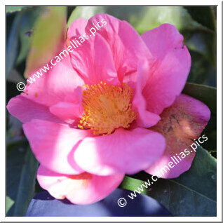 Camellia Hybride C.reticulata 'Gael's Dream'