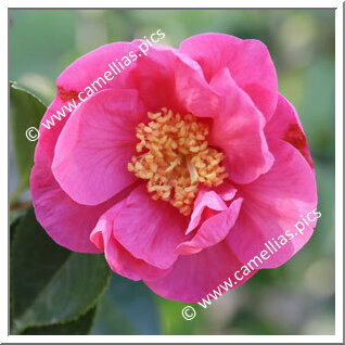 Camellia Hybride C.reticulata 'Gael's Dream'