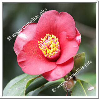 Camellia Hybrid 'Garnet Gleam'