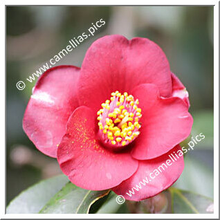 Camellia Hybrid 'Garnet Gleam'