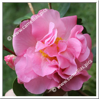 Camellia Hybride C.x williamsii 'Gay Time'