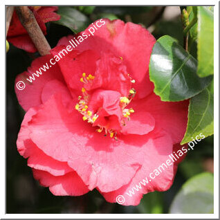 Camellia Japonica 'Genji-guruma'