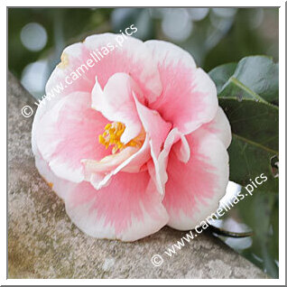 Camellia Japonica 'Genji-karako'