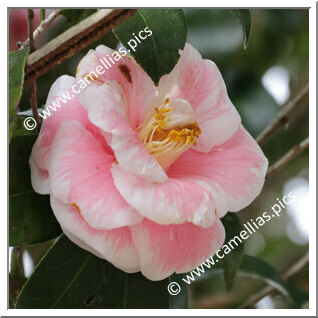 Camellia Japonica 'Genji-karako'