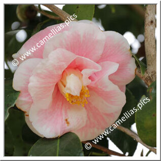 Camellia Japonica 'Genji-karako'