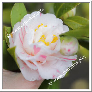 Camellia Japonica 'Genji-shibori'