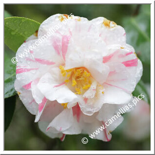 Camellia Japonica 'Genji-shibori'