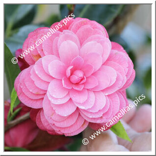 Camellia Japonica 'George Brockman'