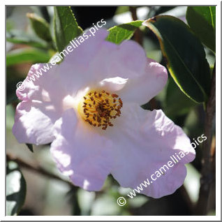 Camellia Botanique C. glabsipetala