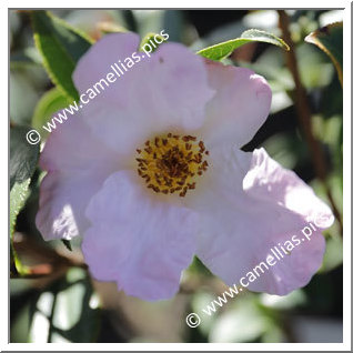 Camellia Species C. glabsipetala