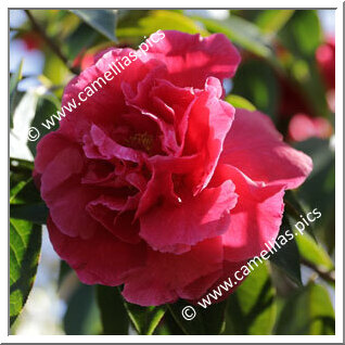 Camellia Reticulata 'Glowing Embers'