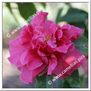 Camellia Reticulata 'Glowing Embers'