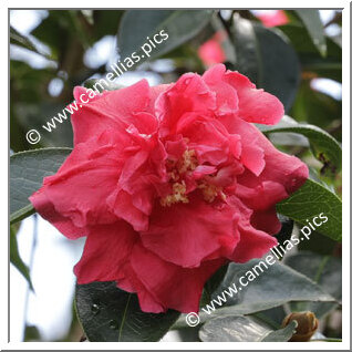 Camellia Reticulata 'Glowing Embers'