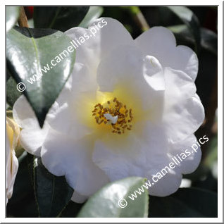 Camellia Hybride 'Golden Glow'