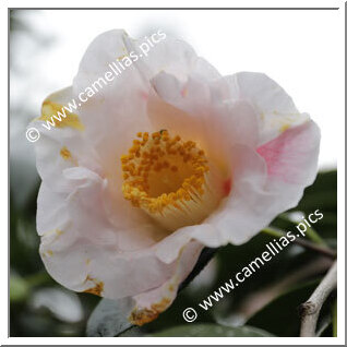 Camellia Hybrid 'Gorgia Campbell'