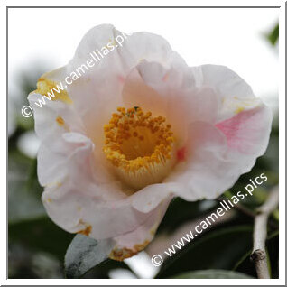 Camellia Hybrid 'Gorgia Campbell'