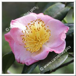 Camellia Camellia Japonica de Higo 'Goshokagami'