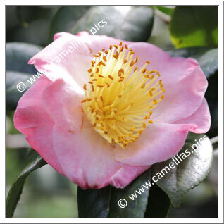 Camellia Camellia Japonica de Higo 'Goshokagami'