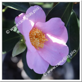 Camellia Species C. grandiflora