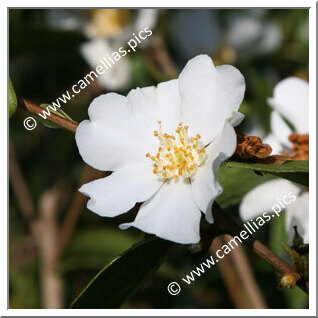 Camellia Species C. grijsii