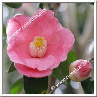 Camellia Japonica 'Hajirai'