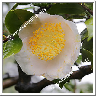 Camellia Camellia Japonica de Higo 'Hakurakuten'