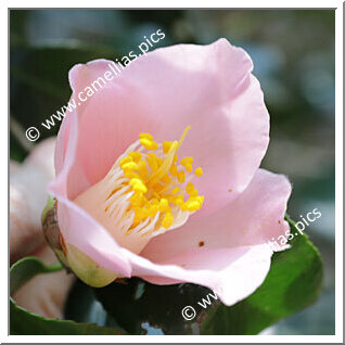 Camellia Japonica 'Hamadayama'