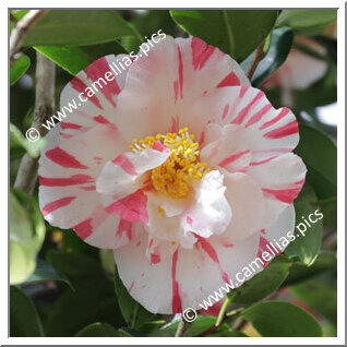 Camellia Japonica 'Hanaguruma'