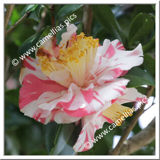 Camellia Japonica 'Hanaguruma'