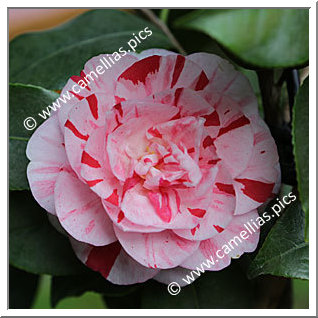 Camellia Japonica 'Hanamigasa'