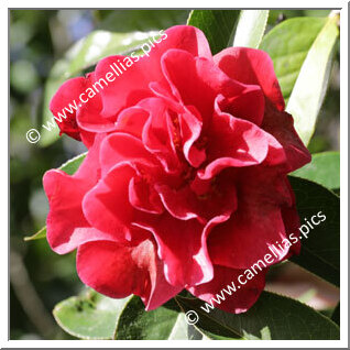 Camellia Reticulata 'Harbinger'