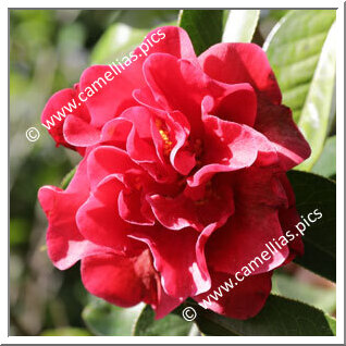 Camellia Reticulata 'Harbinger'