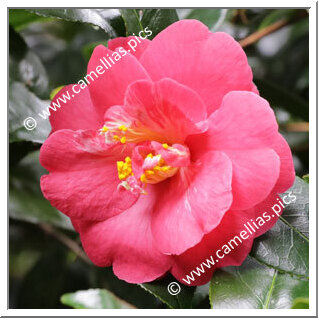 Camellia Hybride 'Harriet Durrant'